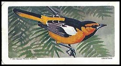 34 Bullock's Oriole